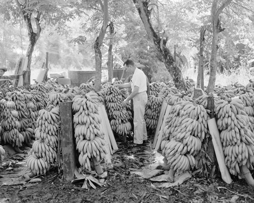 A United Fruit Company official looks over some of the fruit bunches of bananas harvested since the strike to determine which are fit for market in Honduras on Sept. 3, 1954. Because of the strike, the trees have not been sprayed for over two months, and there are many bunches that are spotted with sigatoka (red rust) that discolors the skin but does not affect the fruit. Bunches showing evidence of having sigatoka are not shipped out because they do not look good when put on the market. (AP Photo)