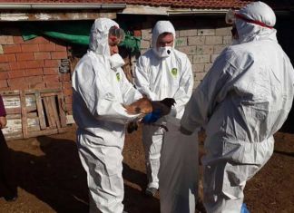 Çorum’da Kuş Gribi Şüphesi!