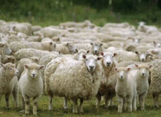 Kedi 14 Koyunun Ölümüne Sebep Oldu