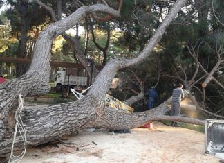 Kayseri’de Fırtına Ağaçları Kökünden Söktü