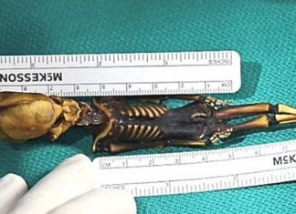 Uzaylı Sanılan Mumyanın Kız Çocuğu Olduğu Anlaşıldı