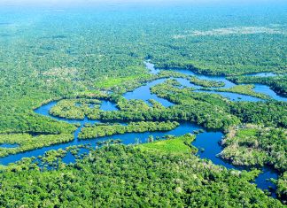 Kolomb Öncesinde Amazonlarda Milyonlarca İnsan Yaşıyordu