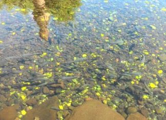 Militaristlerin Hayal Dünyası: Asker Balıklar Afrin’de