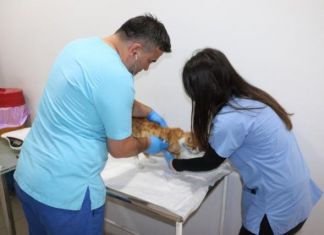 Zonguldak’ta Kediye Cinsel İşkence