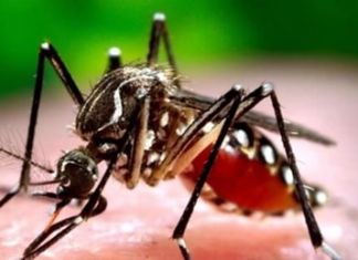 Brezilya’da Sarı Humma Salgını