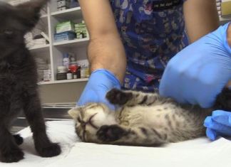 Yalova’da İki Yavru Kediye İşkence