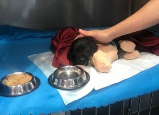 Adli Bilimciler Derneği: Şiddete Karşı Bütün Hayvanlara Çip Takılsın