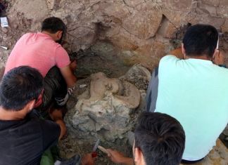 Çankırı’da 8.5 Milyon Yıllık Gergedan Fosili Bulundu