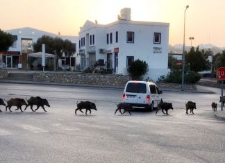 Aç Kalan Domuzlar Muğla’da Şehre İndi