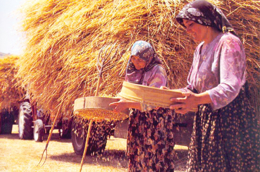 Buğday Hasatı Ekmek Kavgası